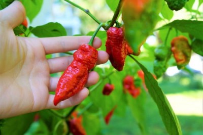 Новый мировой рекорд по количеству съеденного перца-призрака Ghost Peppers за минуту - 8.jpg