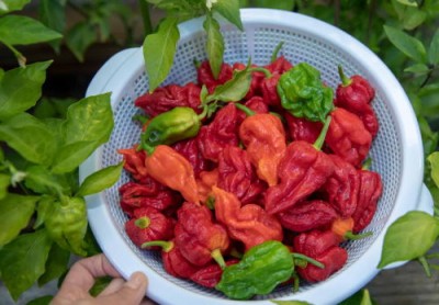 Новый мировой рекорд по количеству съеденного перца-призрака Ghost Peppers за минуту - 10.jpg