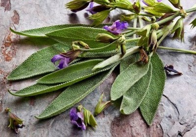 Не укропом единым: какие виды зелени водятся у вас на кухне? - 2.jpg