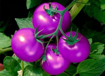 Фиолетовые ГМО-помидоры получили одобрение Минсельхоза США - 10.jpg