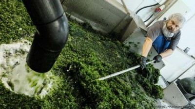 Водоросли – это будущее мясо, быстрорастущее и не боящееся изменения климата - 7.jpg