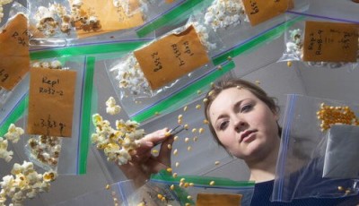Новый «суперпопкорн» теперь считается полезным продуктом - 9.jpg