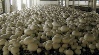 Рязань накормит Россию грибами: в производство инвестировано 1,5 млрд рублей - 10.jpg