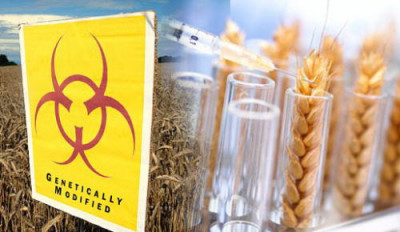 ГМО пшеница против рака? Хлеб из такой муки даёт меньше канцерогенов - 10.jpg