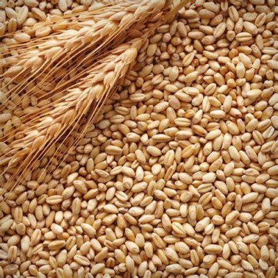 Эксперты Low Food: фуражная пшеница пригодна для людей: в России затаили дыхание - 10.jpg