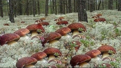Леса собираются засевать грибами: климат мягче, еды больше - 8.jpg