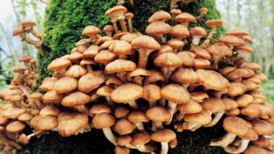 Леса собираются засевать грибами: климат мягче, еды больше - 10.jpg