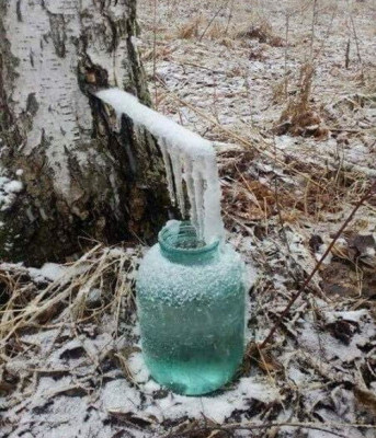 Я в весеннем лесу грыз берёзовый сок... - 10.jpg