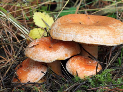 Вино из грибов? В Перми начали производить «рыжиковое» вино - 9.jpg