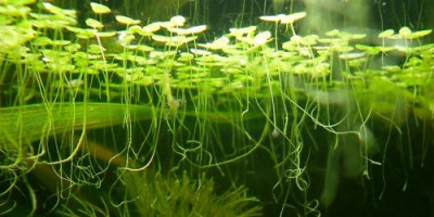 Белок из ряски по составу не отличается от куриного яйца - 6.jpg