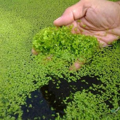 Белок из ряски по составу не отличается от куриного яйца - 9.jpg