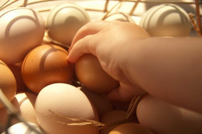 Любите куриные яйца, но у вас аллергия? Генные инженеры решили вопрос - 10.jpg