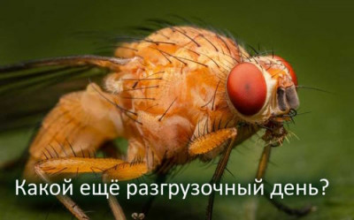 Будь голодным, продлевай себе жизнь Пока только для плодовых мушек - 8.jpg
