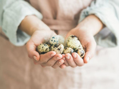 Перепелиные яйца: маленькие, но важные Чем отличаются от куриных, помимо размера? - 8.jpg