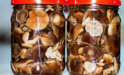 Маслята или «свинячьи грибы»: сопливый деликатес сосновых лесов - 6.jpg