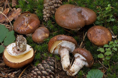 Маслята или «свинячьи грибы»: сопливый деликатес сосновых лесов - 8.jpg