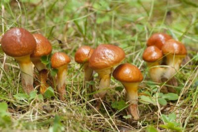 Маслята или «свинячьи грибы»: сопливый деликатес сосновых лесов - 10.jpg