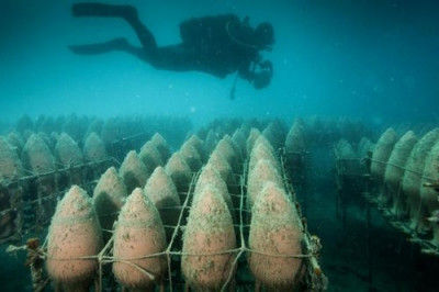 Подводное виноделие добралось до Грузии: винодельня на дне Чёрного моря - 9.jpg
