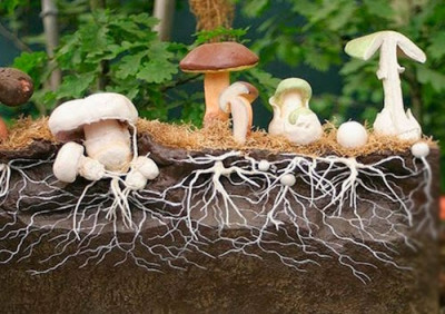 Грибы вкусные, полезные и огнестойкие - 8.jpg