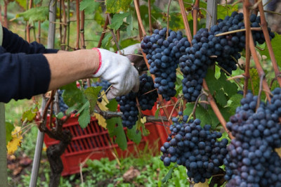 Сок, рождённый под молнией и прессом: революционная технология от Cornell AgriTech - IMG_009.JPG