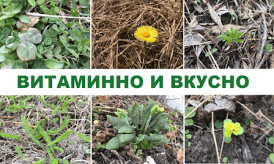 Бесплатная пища из дикой природы: вкусное решение в трудные времена - IMG_010.JPG
