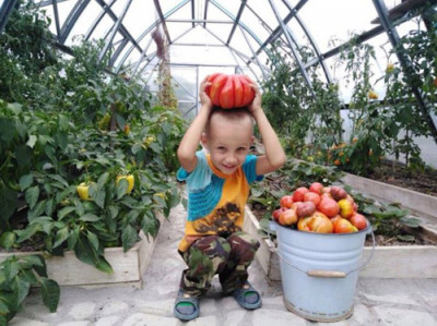 Выгодное выращивание овощей для обеспечения себя пропитанием - IMG_008.JPG