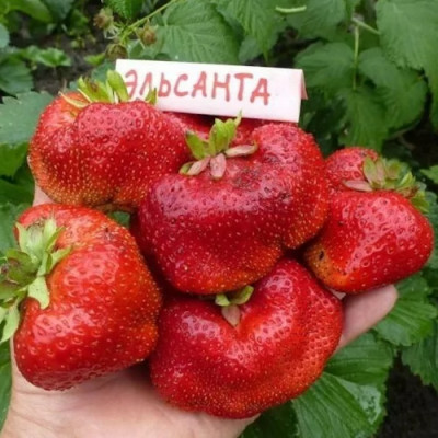 Клубничная феерия: выбираем идеальный сорт для вкусной заготовки  - IMG_08.jpg