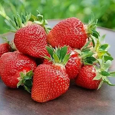 Клубничная феерия: выбираем идеальный сорт для вкусной заготовки  - IMG_09.jpg