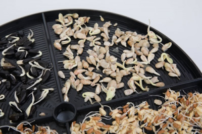 Пророщенные жареные семечки подсолнечника вкуснее и полезнее? Мифы и реальность - IMG_08.jpg