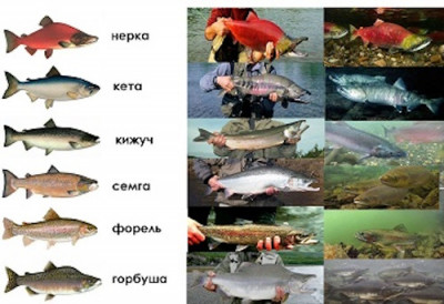 Это вам не селёдка Всё, что нужно знать о красной рыбе - IMG_09.jpg