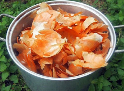 Репчатый лук: и один в поле воин - IMG_06.jpg