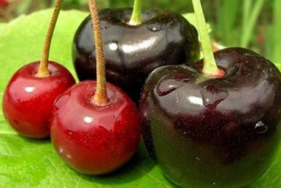 Вкусная путаница: чем отличается черешня от вишни - IMG_10.jpg