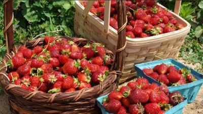 Клубничный передоз: что делать с большим урожаем? - IMG_10.jpg