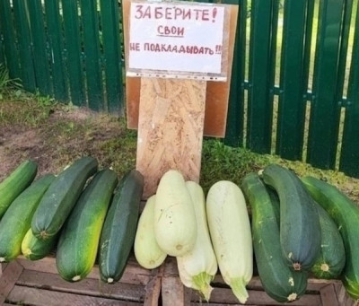 Почему осенью в России у многих начинается «аллергия» на кабачки? - IMG_10.jpg
