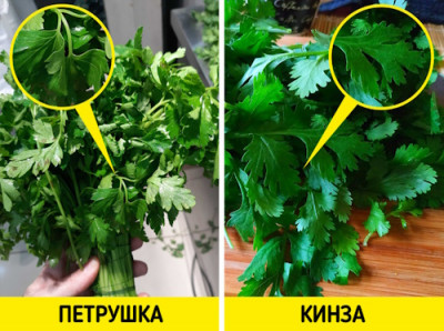 Петрушка vs кинза: в чем разница и когда использовать? - IMG_01.jpg