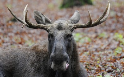 Лазанья из мяса лося или отголоски лошадиного скандала... - moose-1_2528864b.jpg