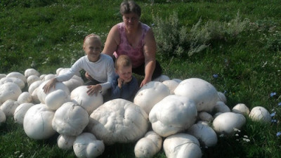 Головач: гигантский гриб из леса - IMG_01.jpg