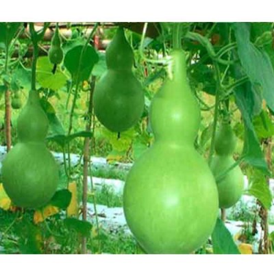 Экзотические овощи и фрукты - bottle-gourd-legenaria.jpg