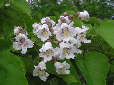 Шоколадный пирог на минеральной воде - 800px-Catalpa_bignonioides_inflorescence.jpg