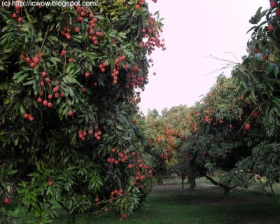 дерево личи - lichi3.JPG