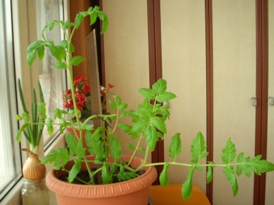 Томаты маринованные - DSCN7578.JPG