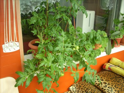 Томаты маринованные - DSCN8143.JPG