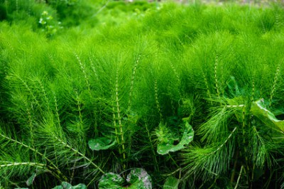 Хвощ полевой для похудения - Horsetail.jpg